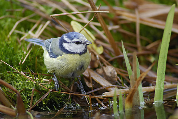 Blaumeise (Parus caeruleus)