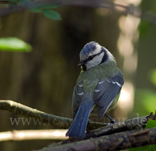 Blaumeise (Parus caeruleus)