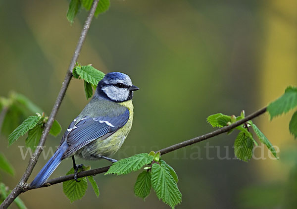 Blaumeise (Parus caeruleus)