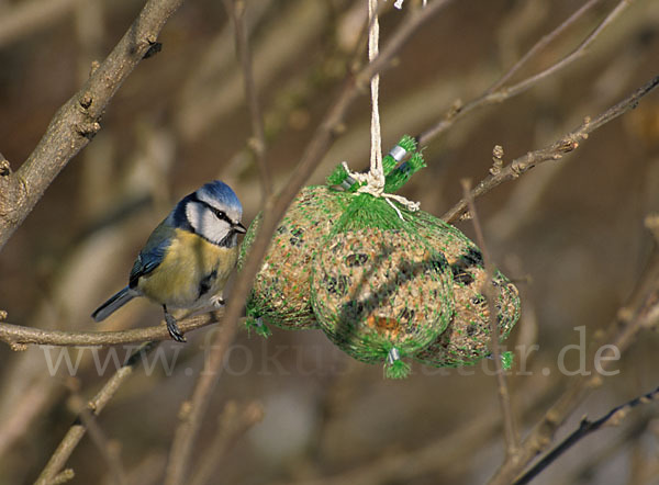 Blaumeise (Parus caeruleus)