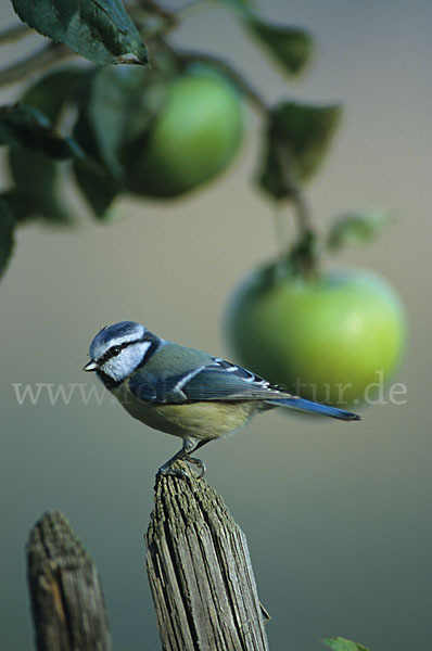 Blaumeise (Parus caeruleus)