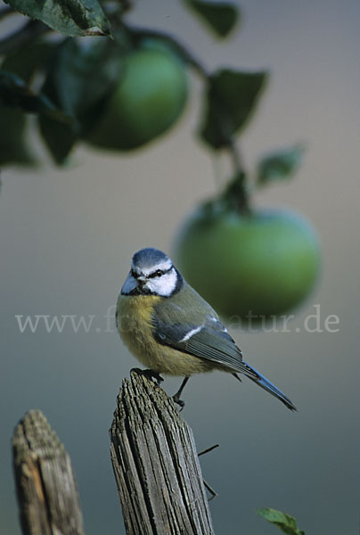 Blaumeise (Parus caeruleus)