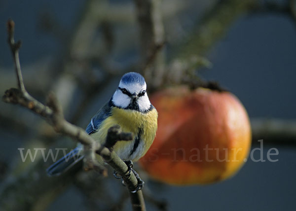 Blaumeise (Parus caeruleus)