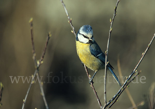 Blaumeise (Parus caeruleus)