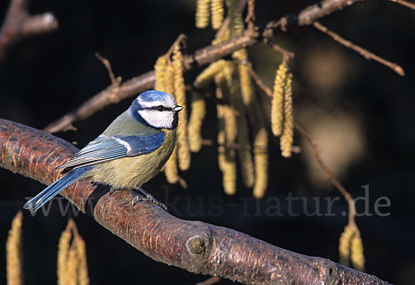 Blaumeise (Parus caeruleus)