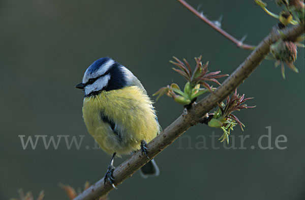 Blaumeise (Parus caeruleus)