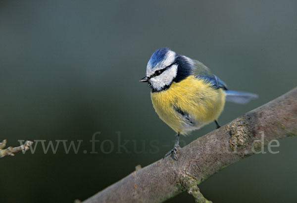 Blaumeise (Parus caeruleus)