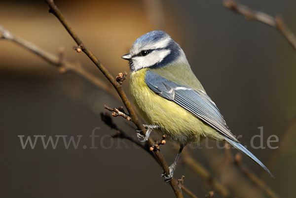 Blaumeise (Parus caeruleus)