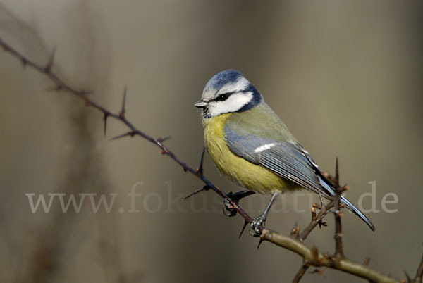 Blaumeise (Parus caeruleus)