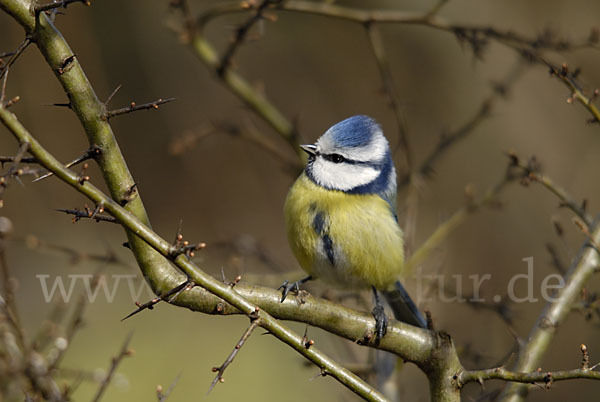 Blaumeise (Parus caeruleus)