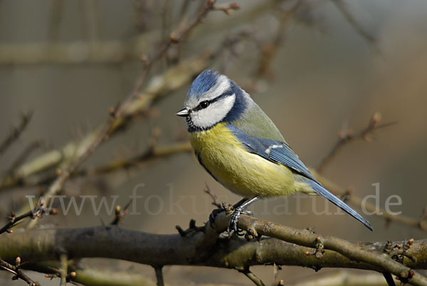 Blaumeise (Parus caeruleus)