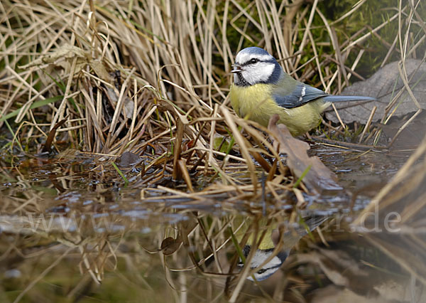 Blaumeise (Parus caeruleus)