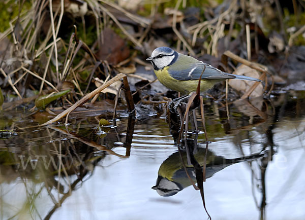 Blaumeise (Parus caeruleus)