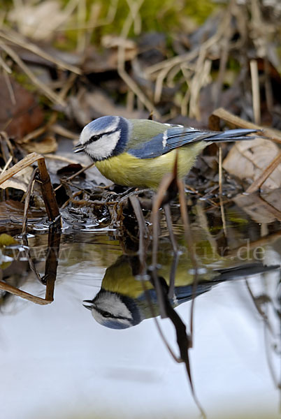 Blaumeise (Parus caeruleus)