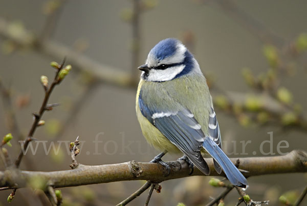 Blaumeise (Parus caeruleus)