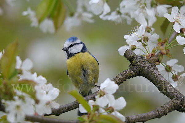 Blaumeise (Parus caeruleus)