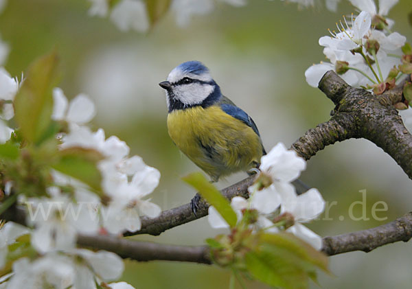 Blaumeise (Parus caeruleus)