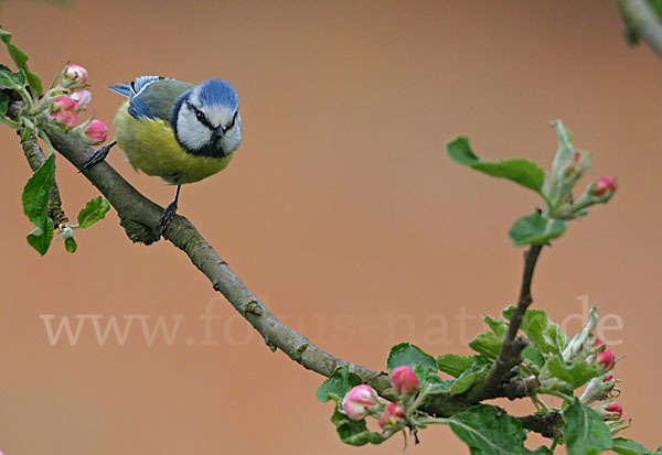 Blaumeise (Parus caeruleus)