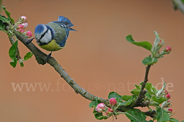 Blaumeise (Parus caeruleus)