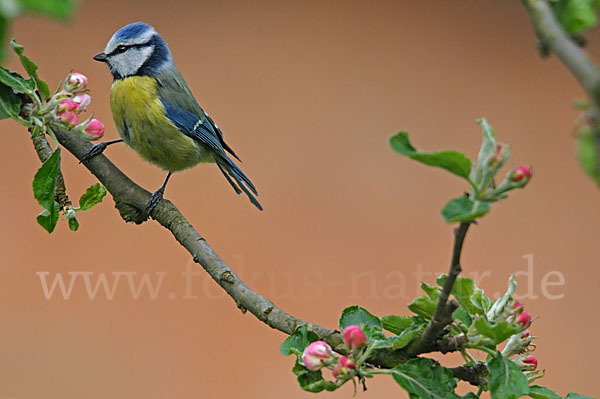 Blaumeise (Parus caeruleus)