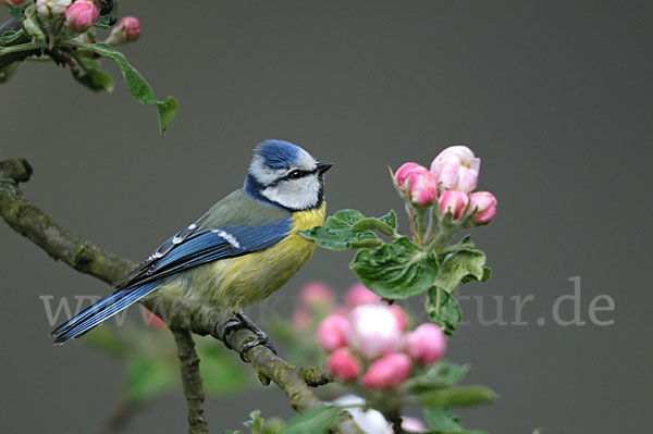 Blaumeise (Parus caeruleus)