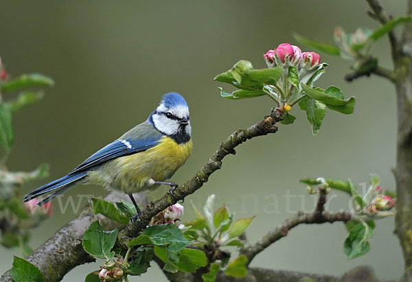 Blaumeise (Parus caeruleus)