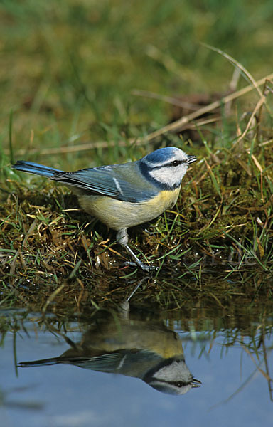 Blaumeise (Parus caeruleus)