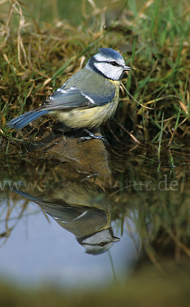 Blaumeise (Parus caeruleus)