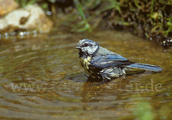 Blaumeise (Parus caeruleus)