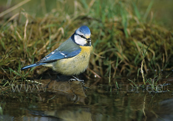 Blaumeise (Parus caeruleus)