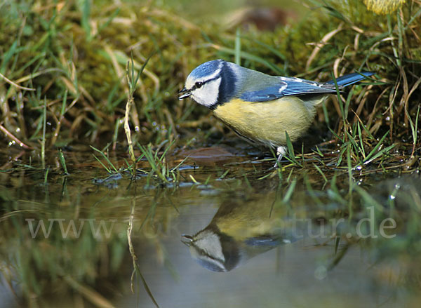 Blaumeise (Parus caeruleus)