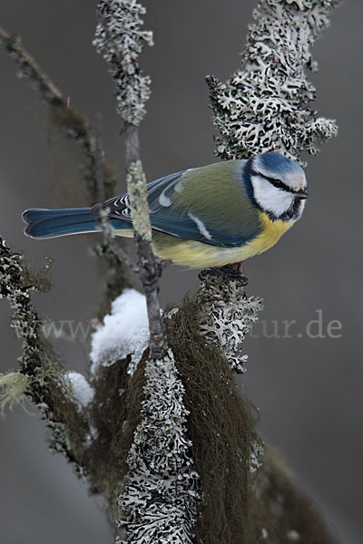 Blaumeise (Parus caeruleus)