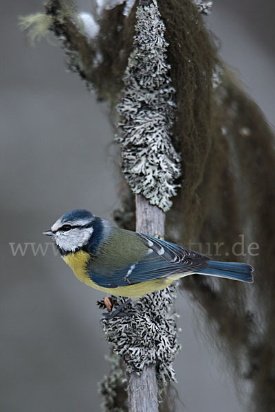 Blaumeise (Parus caeruleus)