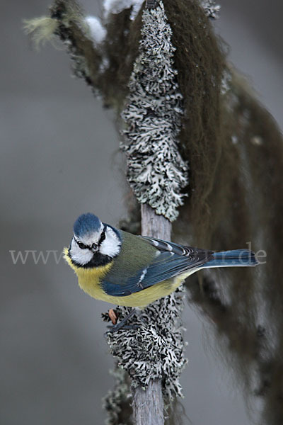 Blaumeise (Parus caeruleus)