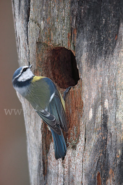 Blaumeise (Parus caeruleus)