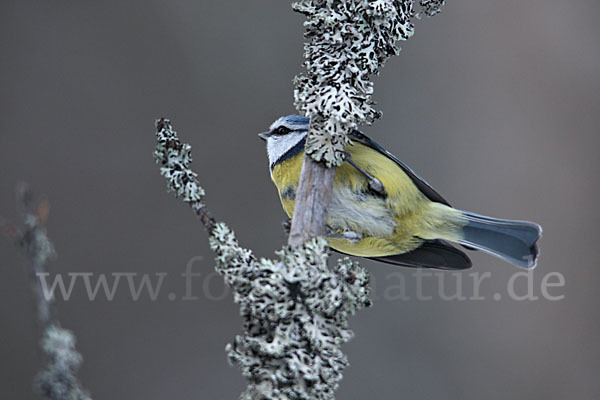 Blaumeise (Parus caeruleus)