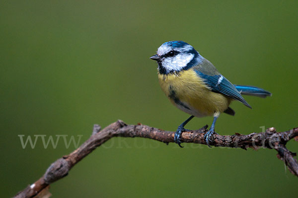 Blaumeise (Parus caeruleus)