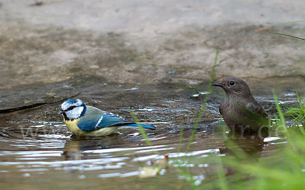 Blaumeise (Parus caeruleus)