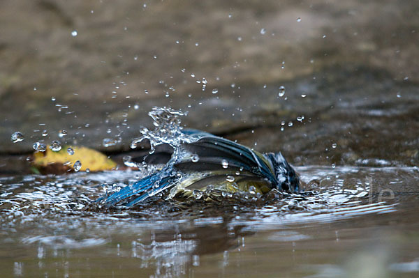 Blaumeise (Parus caeruleus)