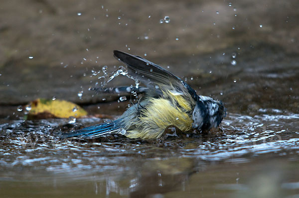 Blaumeise (Parus caeruleus)