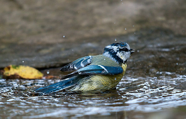 Blaumeise (Parus caeruleus)