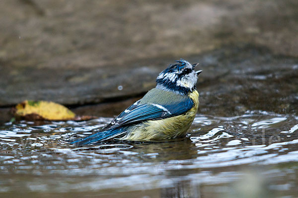 Blaumeise (Parus caeruleus)