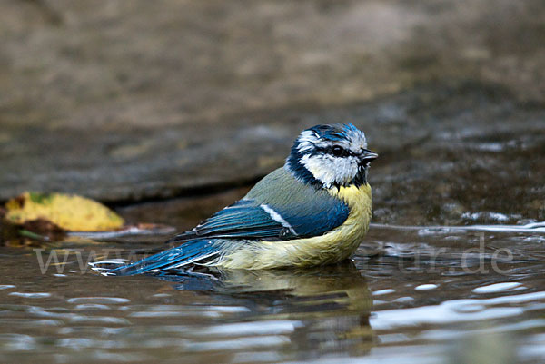 Blaumeise (Parus caeruleus)