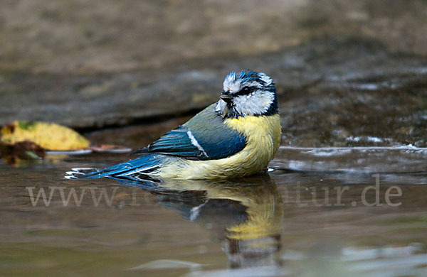 Blaumeise (Parus caeruleus)