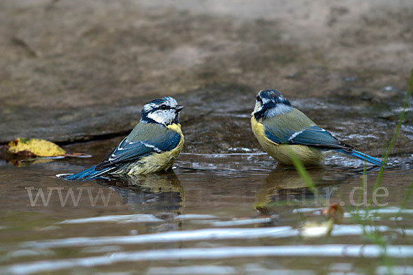 Blaumeise (Parus caeruleus)