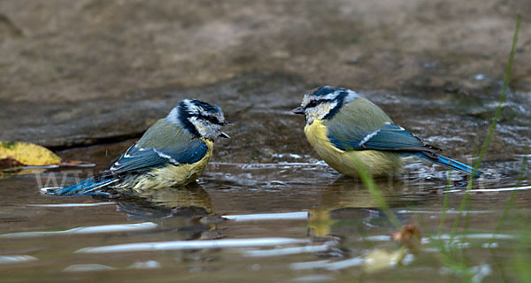 Blaumeise (Parus caeruleus)