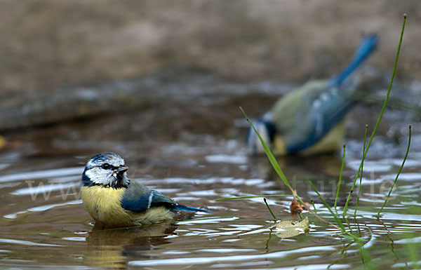 Blaumeise (Parus caeruleus)