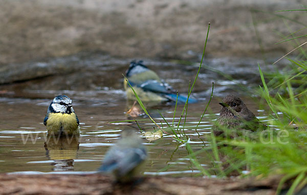 Blaumeise (Parus caeruleus)