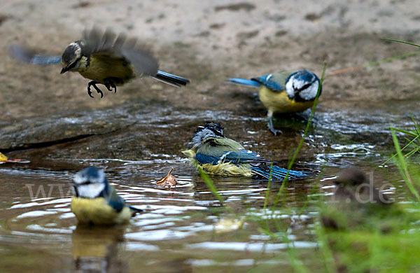 Blaumeise (Parus caeruleus)