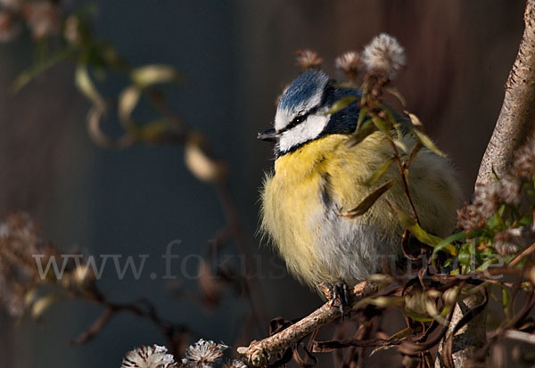 Blaumeise (Parus caeruleus)